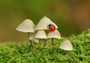 Ladybirds: Ladybird and Aphids (Aphidoidea sp) on fungi (Mycenaceae