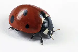 Coleopteran: Ladybird Beetle