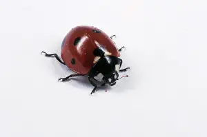 Coleopteran: Ladybird Beetle