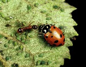 Attack: Ladybird beetle with ant