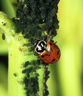 Ladybird: Ladybird beetle with aphids