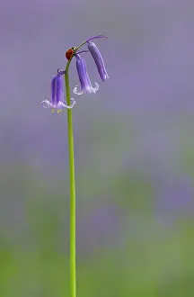Ladybirds: Ladybird on Bluebell (Hyacinthoides non-scripta)