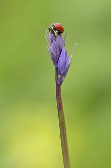 Crawling: Ladybird - on Bluebell - Spring