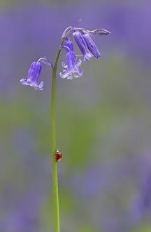 Crawling: Ladybird - on Bluebell stem - May