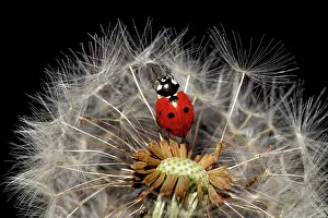 Blowball: Ladybird (Coccinellidae) on dandelion, dandelion