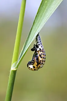 Ladybird: Ladybird (Coccinellidae) in pupal stage