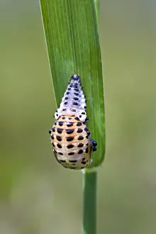 Ladybird: Ladybird (Coccinellidae) in pupal stage