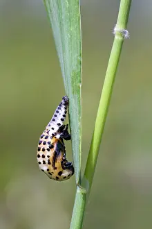 Ladybird: Ladybird (Coccinellidae) in pupal stage