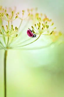 Graveolens: Dill