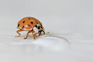 Crawl: A ladybird crawls on the tip of a leaf or blade