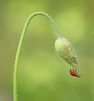 Ladybirds: Ladybird dangling from Poppy (Papaver rhoeas) flower