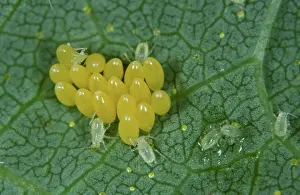 Punctata: Ladybird eggs among hop aphids (Phorodon humuli)