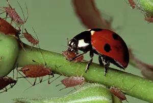 Catching: Ladybird - feeding on Aphids