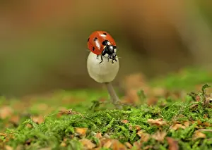 Ladybirds: Ladybird on fungi (Mycenaceae sp) Autumn