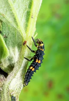 Coccinella: Ladybird Larva