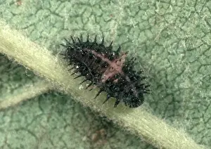 Beneficial: Ladybird Larva