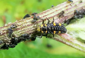Punctata: Ladybird Larvae - feeding on aphids
