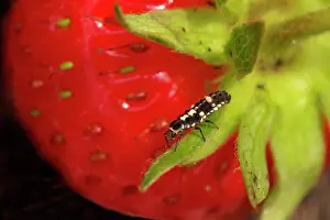 Strawberries: Ladybird Larvae on Strawberry