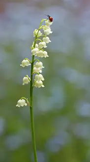Ladybirds: Ladybird on top of Lily of the Valley (Convallaria