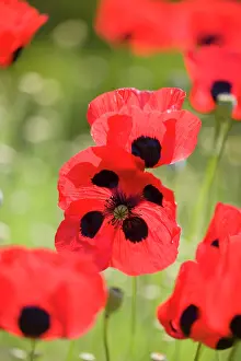 Commutatum: Ladybird Poppies