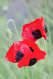Annuals: Ladybird poppy flowers, Norfolk UK