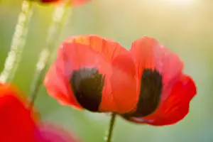 Flare: Ladybird poppy flowers and sun flare, Norfolk UK