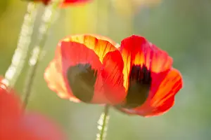 250417: Ladybird poppy flowers and sun flare, Norfolk UK