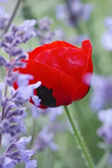 Borders: Ladybird Poppy and Nepeta - Norfolk UK
