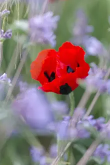 Beds: Ladybird Poppy and Nepeta - Norfolk UK