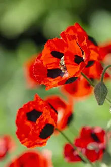 Borders: Ladybird Poppy - Norfolk UK