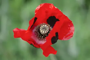 Borders: Ladybird Poppy - Norfolk UK