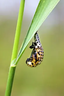 Pupal: Ladybird - pupal stage
