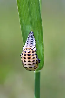Pupal: Ladybird - pupal stage