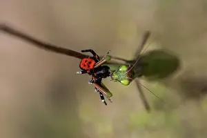 Eresus: Ladybird Spider
