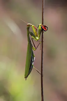 Eresus: Ladybird Spider