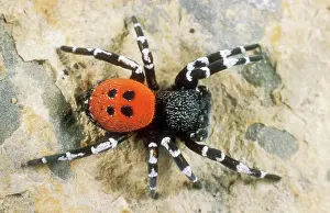 Spiders: Ladybird Spider