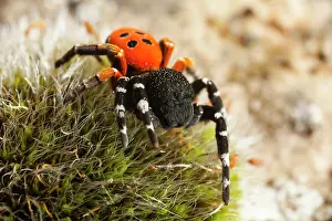 Eresus: ladybird spider (Eresus kollari) male, France