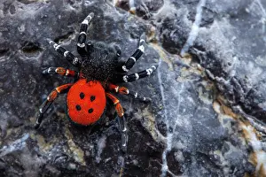 Niger: Ladybird spider (Eresus niger) male on rock, Cayolle