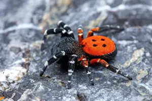 Niger: Ladybird spider (Eresus niger) male on rock, Cayolle