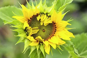 Ladybird: Ladybird on a sunflower, Germany, Europe