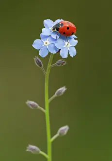 Ladybirds: Ladybird walking over Forget-Me-Not flowers (Myosotis)