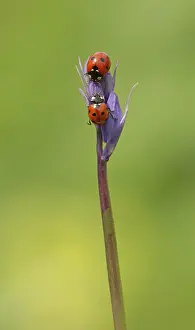 Crawling: Ladybirds - on Bluebell flower buds - Spring