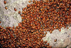 Hippodamia: LADYBIRDS - congregating on a rock