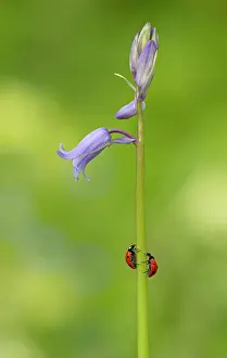 Ladybirds: Two ladybirds crawling up the stem of a non-native
