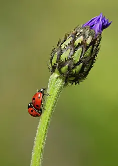 Ladybirds: Ladybirds mating on the stem of Greater Knapweed
