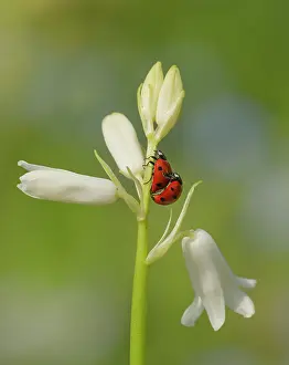 Ladybirds: Ladybirds mating on the stem of a non-native white