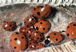 Wintering: LADYBIRDS - Overwinter in teasel