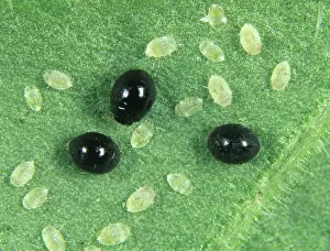 Ladybirds: Ladybirds preying on whitefly scales
