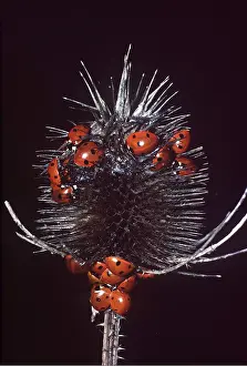 Wintering: LADYBIRDS - on teazle in winter