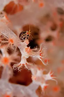 Cyproideidae: Ladybug Amphipod on coral - Emerald dive site, Seraya